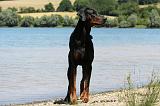 DOBERMANN 1111